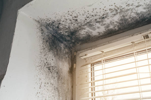 Affordable Basement Mold Removal solutions in Franklin, TX